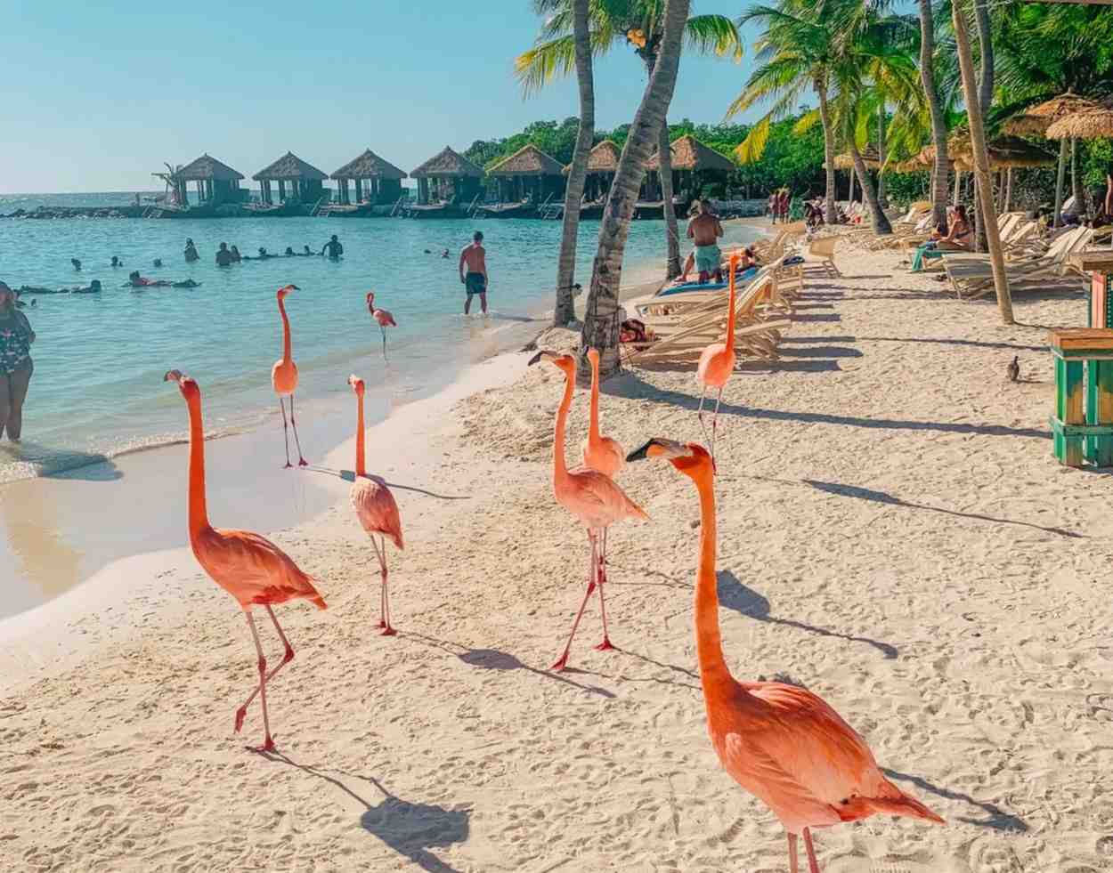 Flamingo-beach (1)